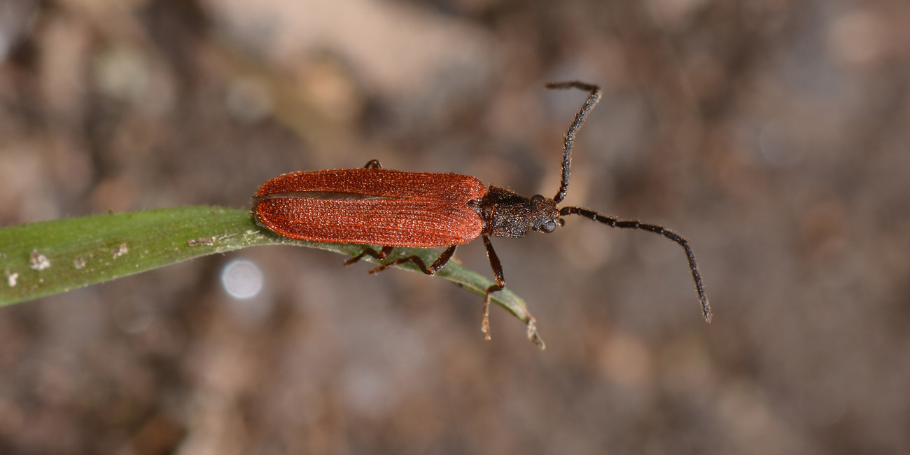 Omalisus taurinensis  (Omalisidae)